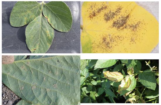 Using Deep Learning for Predicting Soybean Disease
